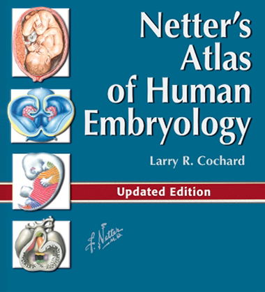 Anatomia De Netter Pdf Descargar Gratis
